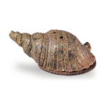 Ninsei: conch-shell shaped incense burner, enamelled ware