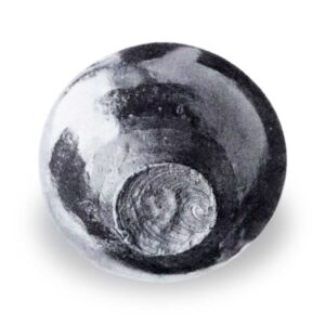 Tsukumo Eggplant