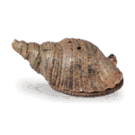 仁清色绘法螺贝香炉